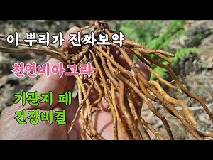 뿌리가 진짜보약 '이것'먹고 기관지 폐 와 20대로 회춘 건강비결 천연비아그라