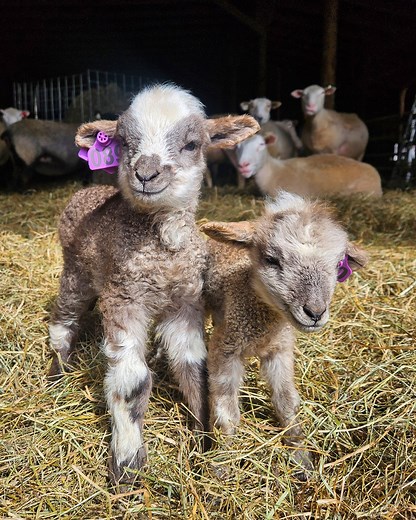 🐑 Happy first day of spring! As we look forward to leaves on the trees and longer days, we’re sharing a little peek into lambing season, a sure sign of winter’s closing. • The ewes and lambs are staying warm in their barn, but they’ll be making their way to public spaces on the farm early next month. As of this morning, 89 lambs have been born! One of the first opportunities to meet some of this year's lambs will be during our ‘Sheep & Shear Delights’ family program, Saturday, April 13, details