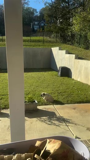 55 reactions · 4 comments | A pug loaf  baking in the Sun! ☀️  #pugs #pugsofinstagram #puglove #saturday #weekend #saturdaze #saturdaynight. | Pug Owners | Facebook