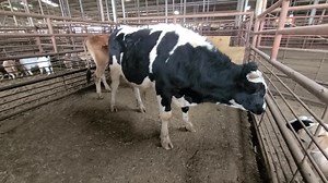 steer & bull for tomorrow's Auction, thanks | Midwest Exchange Regional Stockyards | Facebook