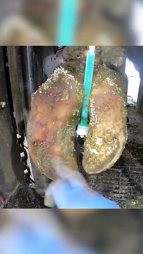 ... this cows hoof was huge! I fixed it 🙂