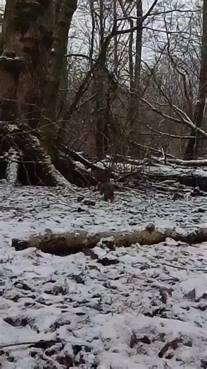 21K views · 683 reactions | Frozen Fright: In the snowy forest, the startled squirrel, spooked by an innocent bird, teaches us that survival instincts can be triggered at the slightest rustle. | Squirrels by Fotoscenen | Facebook