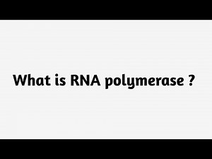 What is RNA polymerase ?