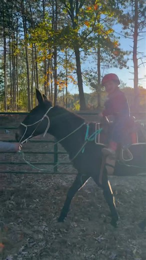 29 reactions · 3 comments | The boys having fun playing around with Rockin P - Goldie, Hoot and John! | Rockin P Mules | Facebook