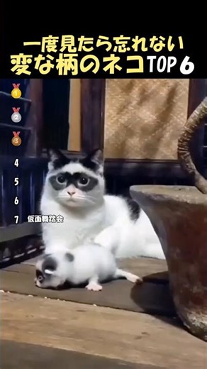 ㊗️15万再生🌸一度見たら忘れられない変な柄の猫ＴＯＰ6#shorts #面白 #海外 #動物 #funnyanimal