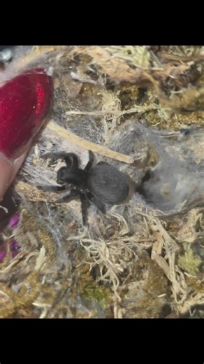 Understanding Tarantulas: A Gentle Approach to Care