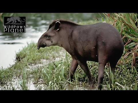 The Enigmatic South American Tapir: A Deep Dive