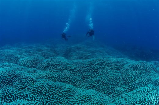 Citizen scientists discover a Great Barrier Reef coral giant ‘like a rolling meadow’