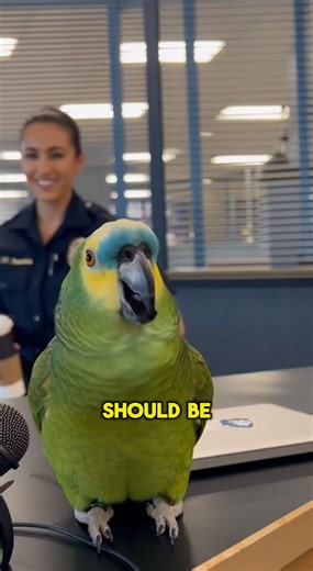 PARROT "Confesses" His Love to a Cop: "Lock Me Up!" 🦜😍😂 This is the most adorable confession a cop has ever heard. Tag a friend who's guilty of being this smooth! 😂 🎥 Watch more on YouTube: 👉 https://www.youtube.com/@GlobalWeirdAnimals | Global Weird News