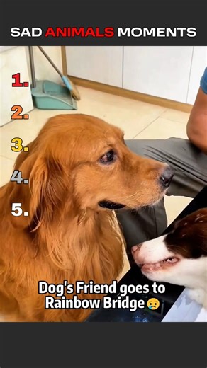 Top 5 Sadest Animal Moments (Heartbreaking) #shorts #animals #sad