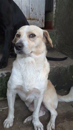 Este Gúero como que le preocupa algo | guilty dog #labrador #asmranimals