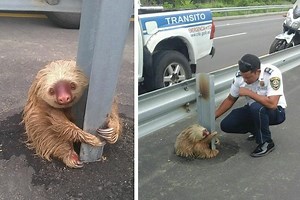 Stray Sloth Clings To Highway Barrier Until Help Arrives