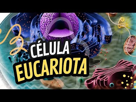 Célula Eucariota: Estructura, Características y Funciones | Resumen completo ✅