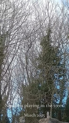 Lots of squirrels in March chasing each other around the trees. #countryside #nature #garden #squirrel #gardentok