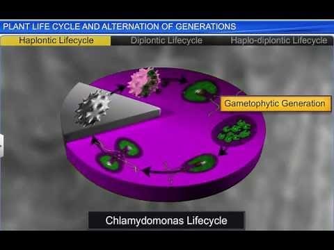 CBSE Class 11 Biology || Plant Life cycles and Alternation of Generation || By Shiksha House