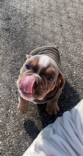 English Bulldog Puppy Moments: Cute Baby Bulldog Clips