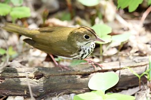 Individual-based model showing songbird and tick interaction