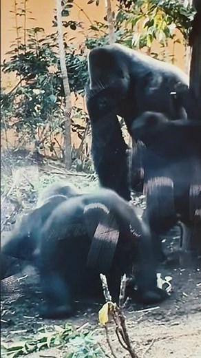 Female Gorilla Wants To Mate