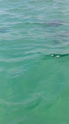 #dolphins #sailing #catameran #destin #florida #thegulf #ocean #ontheocean