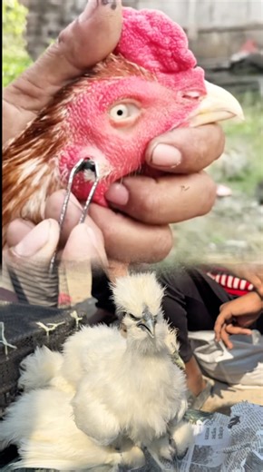 Chicken Treatment 🐔💉#botfly #treatment