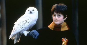 Warum es mit der neuen "Harry Potter"-Serie noch so lange dauert - TV SPIELFILM