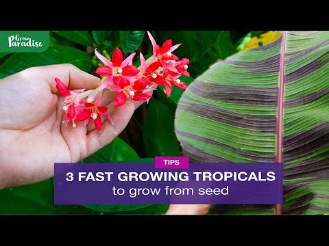 3 TROPICAL garden plants you can EASILY grow from seed