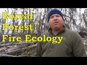 Boreal Forest Fire Ecology, The Strategy of Jack Pine and Black Spruce