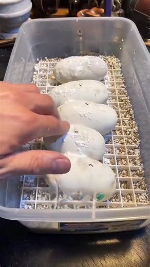 Hatching pied ball pythons