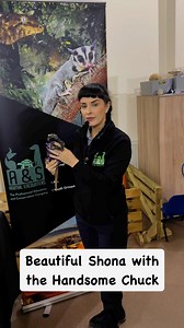 Sauromalus ater, also known as the common chuckwalla or northern chuckwalla, is a species of lizard in the family Iguanidae. It inhabits the Sonoran and Mojave Deserts of the Southwestern United States and northwestern Mexico. Its range extends from eastern California, Utah, and Nevada south to Baja California and Sonora. Harmless to humans, these lizards are known to run from potential threats. When disturbed, the chuckwalla enters crevices between rocks and inflates its lungs using a gular pum