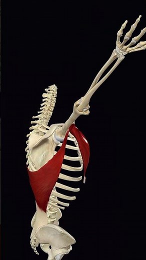 Latissimus Dorsi Muscle – Origin, Insertion, Action