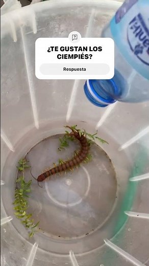 ¿Alguien sabe que comen Los ciempiés?