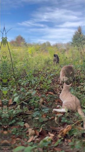 DIY Trail Camera: My 2025 Guide To Tracking Wildlife!