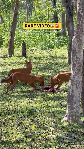 Wild Dogs Hunt Deer in Kabini 🐕🦌 | Rare Hunting SceneVC: ‪@travel.kannadiga.09‬ | #indianwolf