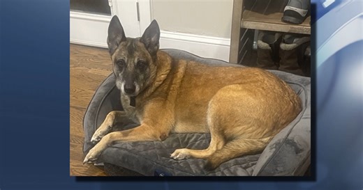 'No repercussions for him': Family looking for answers 9 months after Wake deputy shot, killed dog