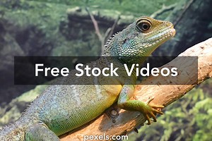 Lizard Videos, Download The BEST Free 4k Stock Video Footage & Lizard HD Video Clips