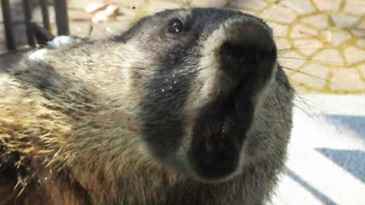 Groundhog attacks, traps man in home