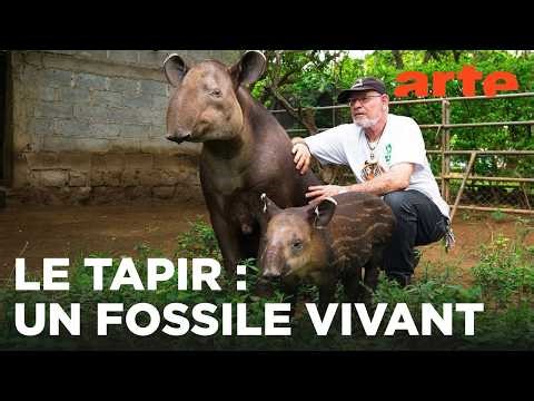 Le tapir, jardinier des forêts tropicales | GEO Reportage | ARTE Évasion