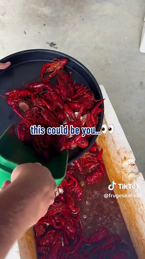 Live Louisiana Crawfish for Your Texas Boil - Grand Prairie Pickup