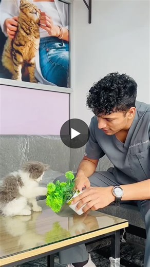 6Are Cats Lactose Intolerant? The Reason Why Milk & Kitties ...Most adult cats are lactose intolerant because they lose the necessary enzyme (lactase) to break down lactose after weaning. Feeding… | Dr. Abdul Ahad DVM