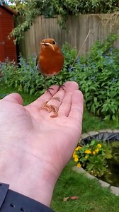 Man strikes up a special friendship with robin he has been feeding for years 🐦 | MetDaan Animals