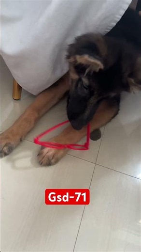 GSD Day 71 🐶 | Rocky's Daily Routine & Cute Moments ❤️ | German Shepherd Puppy
