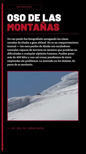 🐻 Un oso de 400 kilos navegando las cimas nevadas de Alaska 🏔️😮