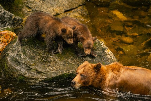 Anan Wildlife Observatory - T3 Alaska Bear Monitoring Goes Live! - T3 Alaska Program