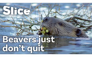 How Do Beavers Build a Dam ｜ SLICE