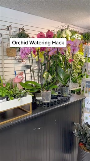 507K views · 2.4K reactions | Orchid watering tips #orchid #planttips #houseplants #plantpeople #planttips #plants #plantlife #gardening #plantlover | Tanner The Planter | Facebook