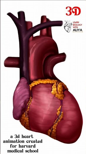 a 3d heart animation created for harvard medical school | #short