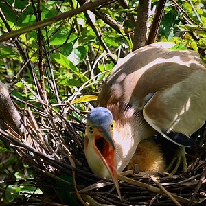 13K views · 1K reactions | Baby Birds Compete Each Other To Snatch Food | Mother Protect Her Baby in The Nest | Review Bird Nest | Facebook