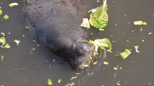 Report: As many as 11,730 manatees remain in Florida, despite famine from seagrass loss