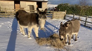 Donkey who was ‘grief-stricken’ after best friend’s death finds happiness again - Horse & Hound