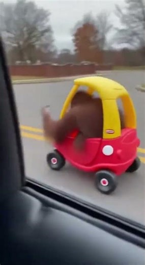 Can monkeys actually drive?🙈